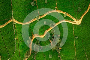 Aerial Drone Top View of Scenery Road Through Green Mountains Hills and Tea Plantations. Sri Lanka Natural Landscape.