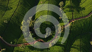 Aerial Drone Top View of Scenery Road Through Green Mountains Hills and Tea Plantations. Sri Lanka Natural Landscape.