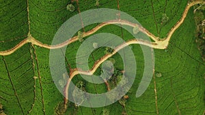 Aerial Drone Top View of Scenery Road Through Green Mountains Hills and Tea Plantations. Sri Lanka Natural Landscape.