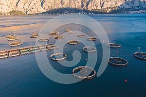 Aerial drone top view of sea fish farm cages and fishing nets, farming dorado, sea bream and sea bass, feeding the fish a forage,