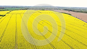 Aerial drone video clip descending over field of oilseed or rapeseed yellow flowers in the countryside