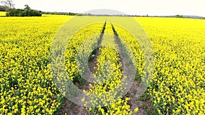 Aerial drone video clip tracking path or tracks through field of rapeseed yellow flowers in the countryside