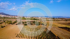 Aerial drone video of a panoramic view of a vineyard in Italy