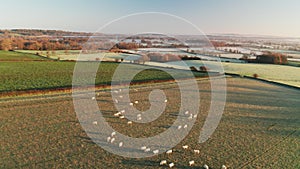 Aerial drone video of Sheep in fields on a farm in rural countryside farmland scenery, with green fi