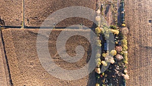 Aerial drone view from above of corn field after harvest