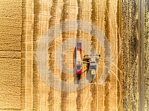 Aerial drone view from above: overloading grain from combine harvesters into grain truck in field. Harvester unloder