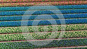 Aerial drone view of bulb fields of tulips and hyacinths in springtime, Lisse, Netherlands photo