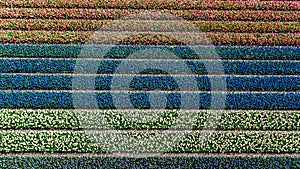 Aerial drone view of bulb fields of tulips and hyacinths in springtime, Lisse, Netherlands photo