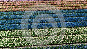 Aerial drone view of bulb fields of tulips and hyacinths in springtime, Lisse, Netherlands photo