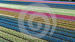 Aerial drone view of bulb fields of tulips and hyacinths in springtime, Lisse, Netherlands photo