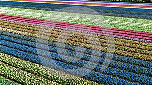 Aerial drone view of bulb fields of tulips and hyacinths in springtime, Lisse, Netherlands photo