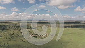 Aerial drone view of cattle in african savanna landscape in Laikipia,