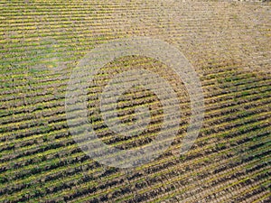 Aerial drone view in chianti region