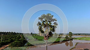 Aerial drone view circling around a lone palm tree standing in a muddy but sunny rice field in rural Asia