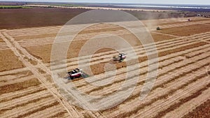 Aerial drone view: combine harvesters working in soybean field on sunset. Harvesting machine driver cutting crop in