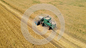 Aerial drone view: combine harvesters working in wheat field on sunny day. Harvesting machine driver cutting crop in