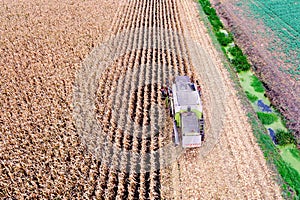 Aerial drone view on corn harvesting.