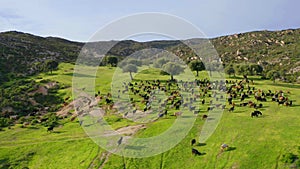 Aerial drone view of countryside rural landscape with goats herd on green grass field in mountain valley. Group of farm animals