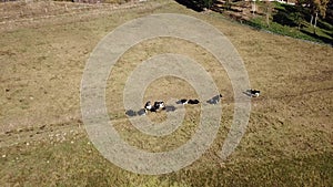 Aerial drone view of cows grazing on Farno mountain, province of Bergamo during autumn