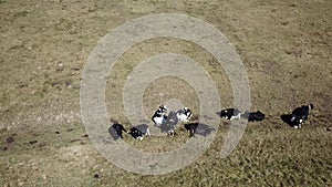 Aerial drone view of cows grazing on Farno mountain, province of Bergamo during autumn