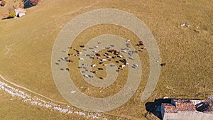 Aerial drone view of cows grazing on Linzone mountain, province of Bergamo during autumn