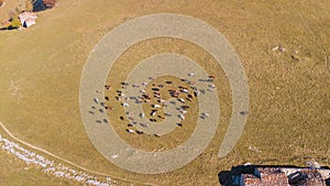 Aerial drone view of cows grazing on Linzone mountain, province of Bergamo during autumn photo