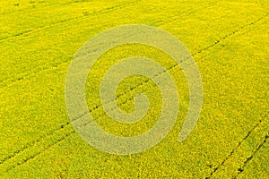 Aerial drone view of cultivated colorful raps field in Czech Republic