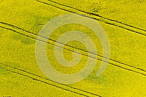 Aerial drone view of cultivated colorful raps field in Czech Republic