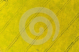 Aerial drone view of cultivated colorful raps field in Czech Republic