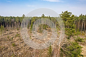 Aerial drone view of deforestation. illegal cutting of forest