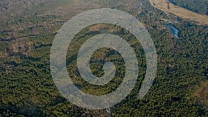 Aerial drone view of deforestation of a pine forest. Ecology concept change tree forest drought and forest refreshing.