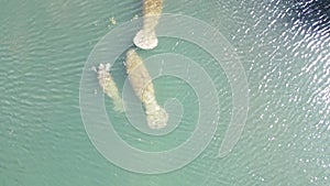 Aerial drone view from directly above a swimming aggregation of manatees including a baby, called a calf