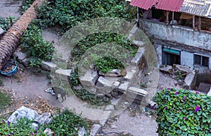 Aerial drone view of dog abandoned in ruins of a town and barracks searching for food among the garbage