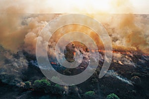 Aerial drone view of fire or wildfire in forest with huge smoke clouds, burning dry trees and grass