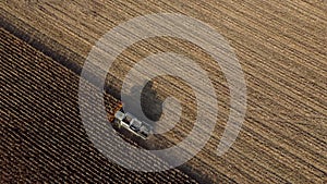 Aerial Drone View Flight Over Combine Harvester that Reaps Dry Corn in Field