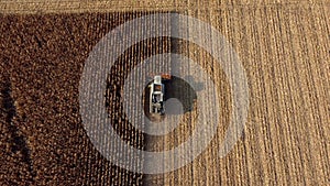 Aerial Drone View Flight Over Combine Harvester that Reaps Dry Corn in Field