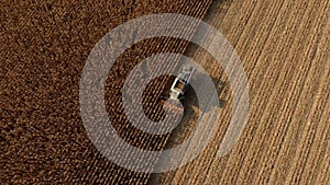 Aerial Drone View Flight Over Combine Harvester that Reaps Dry Corn in Field