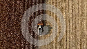 Aerial Drone View Flight Over Combine Harvester that Reaps Dry Corn in Field