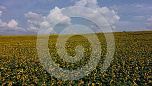 Aerial drone view flight over field with ripe sunflower heads.