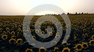 Aerial drone view flight over field with ripe sunflower heads at dawn sunset.