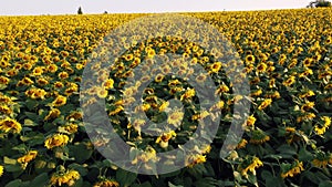 Aerial drone view flight over field with ripe sunflower heads at dawn sunset