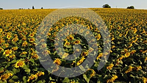 Aerial drone view flight over field with ripe sunflower heads at dawn sunset.