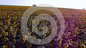 Aerial drone view flight over field with ripe sunflower heads at dawn sunset