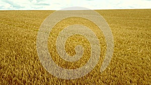 Aerial drone view flight over field of yellow ripe wheat. Horizon skyline.