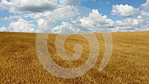 Aerial drone view flight over field of yellow ripe wheat. Horizon skyline.