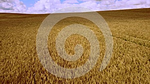 Aerial drone view flight over field of yellow ripe wheat. Horizon skyline.