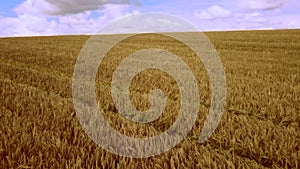 Aerial drone view flight over field of yellow ripe wheat. Horizon skyline.