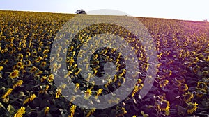 Aerial drone view flight over ver field with ripe sunflower heads