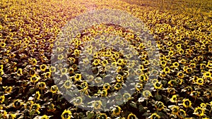 Aerial drone view flight over ver field with ripe sunflower heads