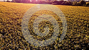 Aerial drone view flight over ver field with ripe sunflower heads